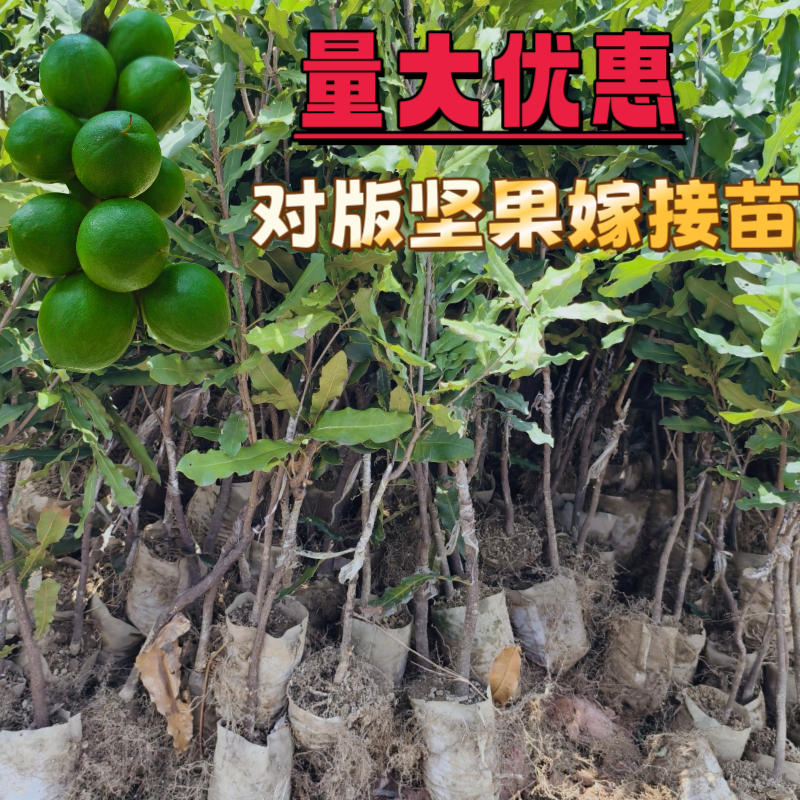 广西基地坚果树苗坚果桂热一号嫁接果树苗南方南北四季种植果树苗