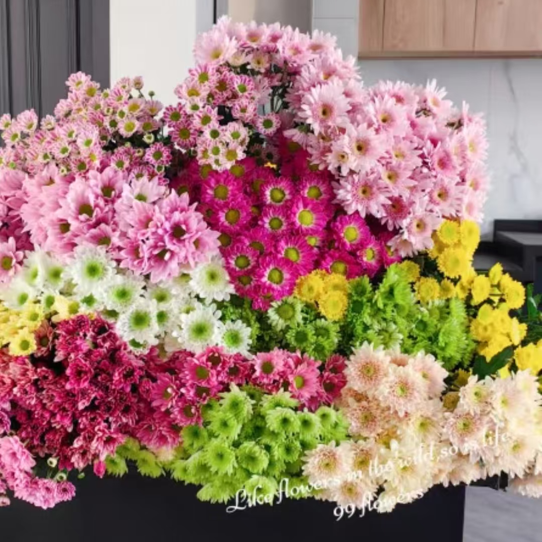 【多头小雏菊】鲜切花鲜花基地采摘直发