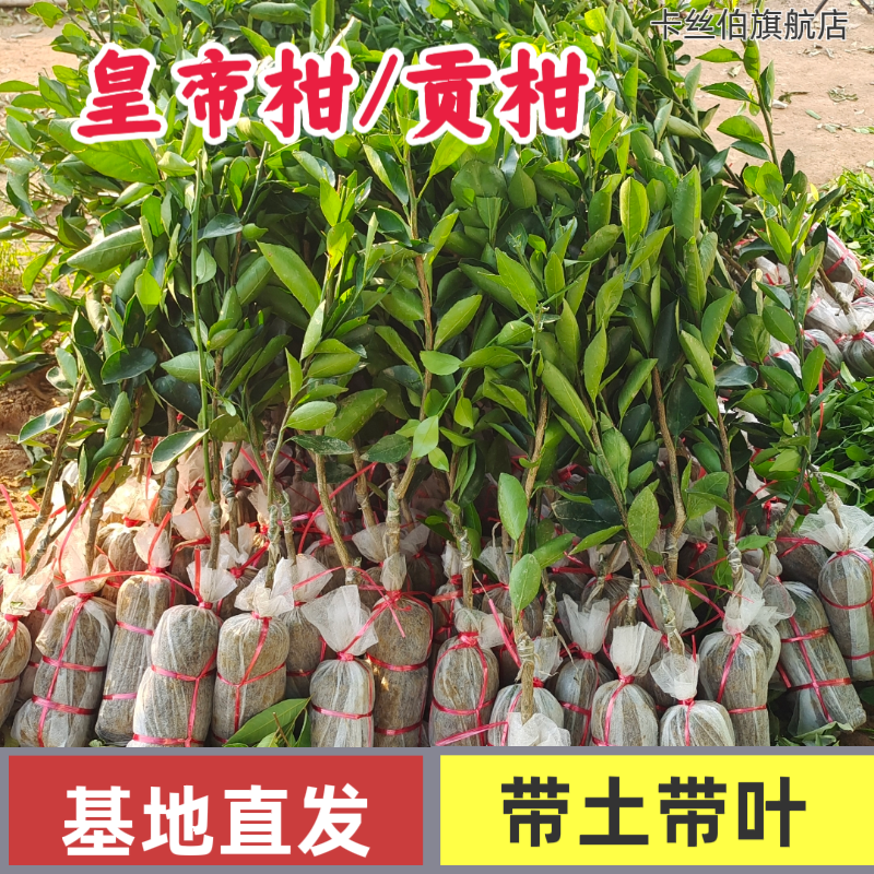 德庆贡柑/皇帝柑嫁接果树苗可盆栽地栽适宜庭院/口感皮薄爆汁清甜