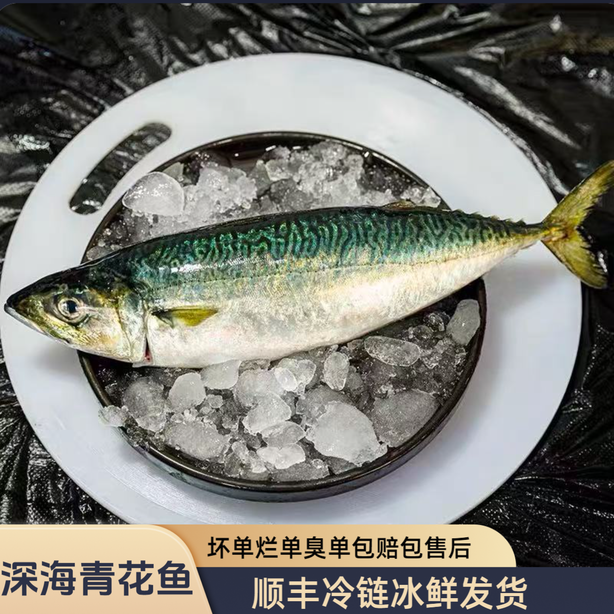 【当天新货】青花鱼东山岛小船捕捞青占鱼花仙鱼鲐鲅鱼鲭鱼挪威鲅鱼