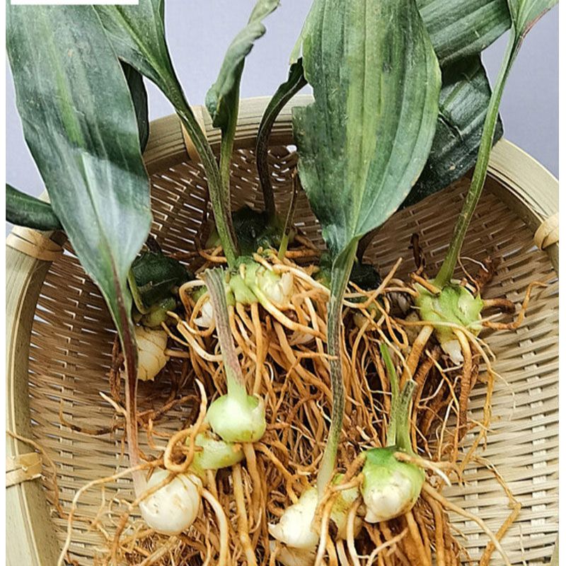 云南滇黄精小苗盆栽地栽绿植产地现发大黄精四季不倒