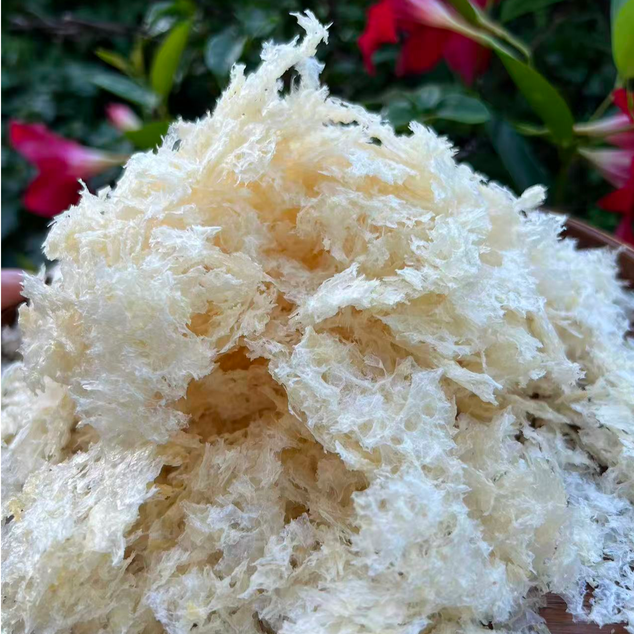 本草银耳 免洗免泡-小莫的山货