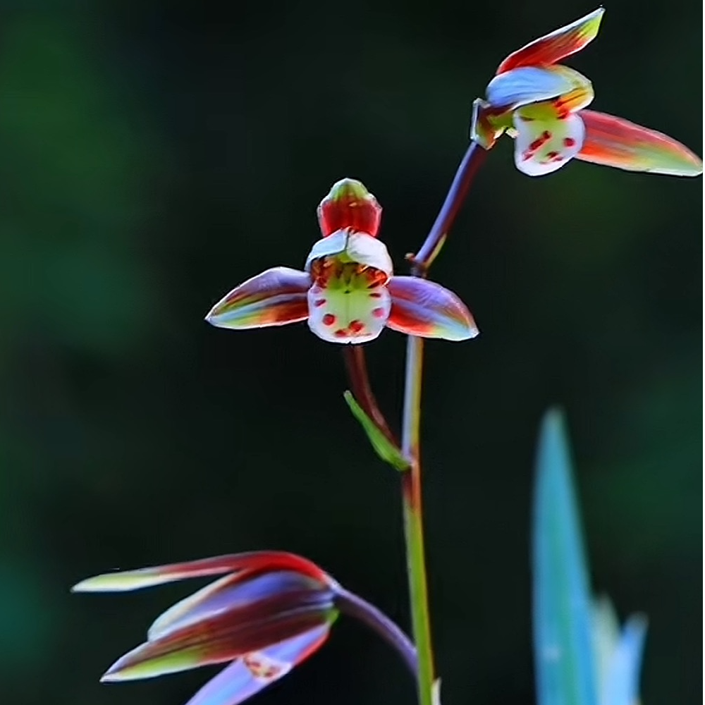 古北壹号优选【传奇】寒兰细叶带花苞花卉直播兰花直播