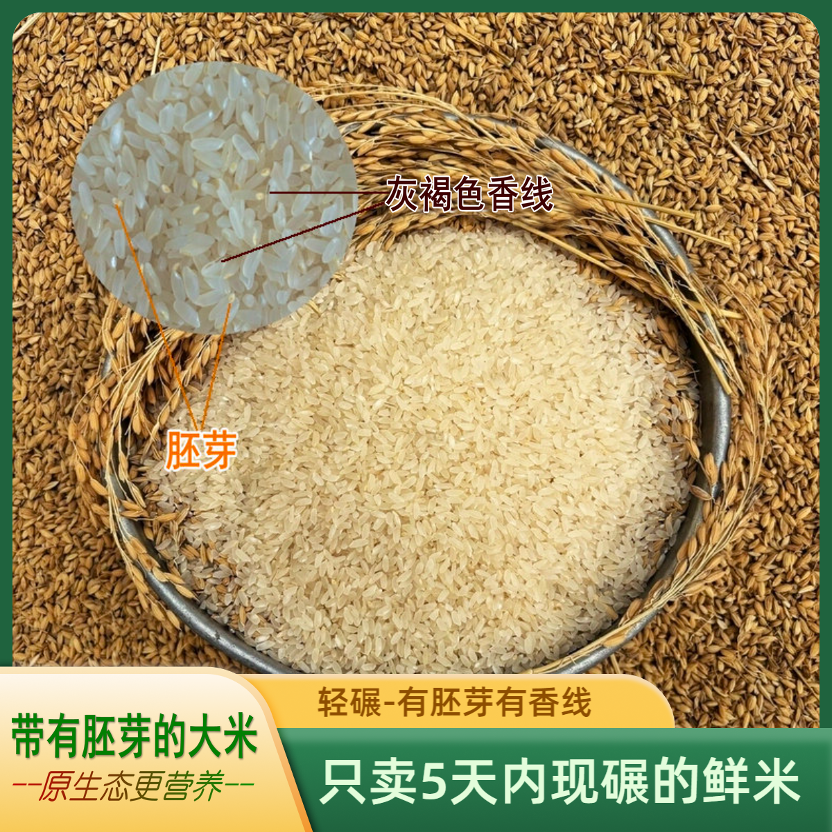 【新疆原生态胚芽米】新疆特产温宿胚芽大米营养健康米宝宝营养丑米