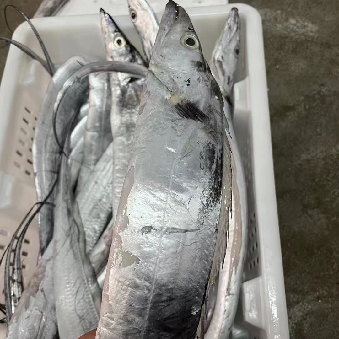 舟山海鲜野生海捕小眼睛油带鱼4斤装顺丰冷链直发包邮到家