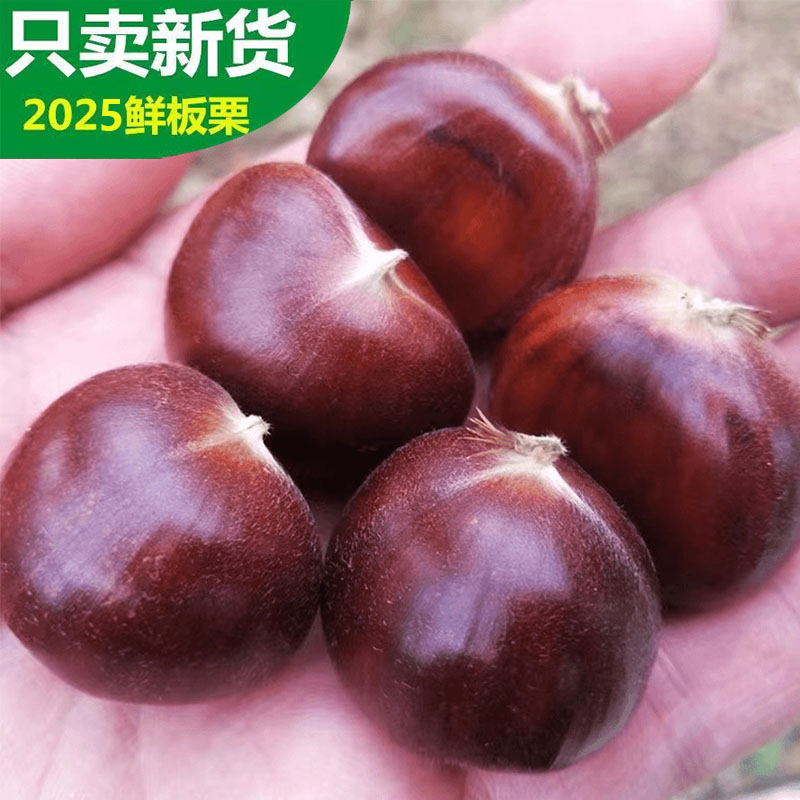 正宗生迁西板栗子现摘2025年新鲜甜栗子燕山大果包邮粉糯香甜批发