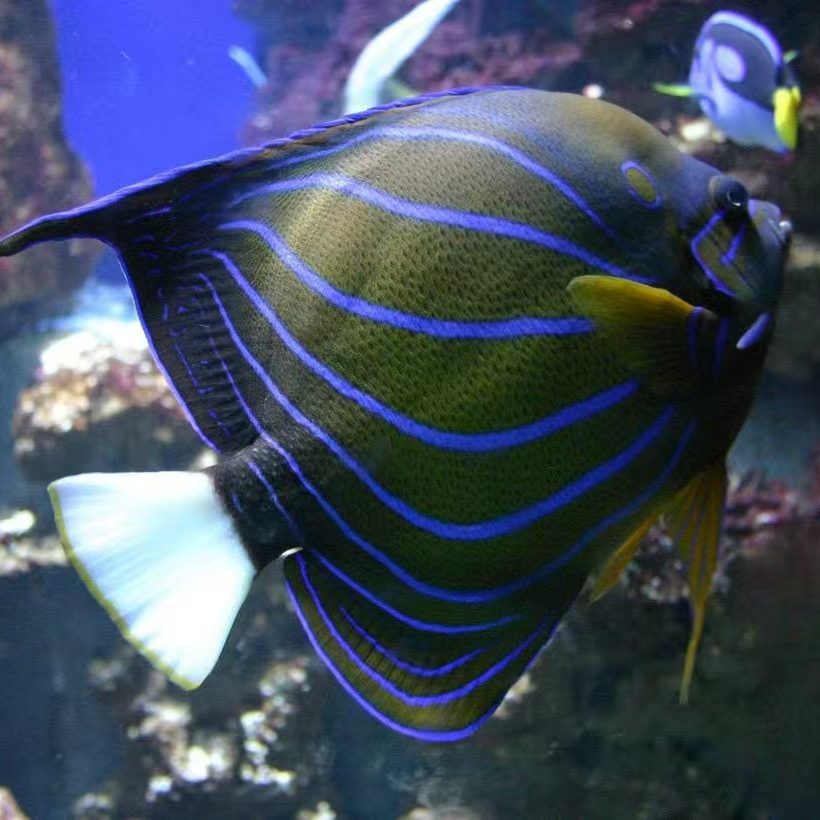 白尾蓝环海水观赏鱼已检疫健康活泼默认顺丰不包邮