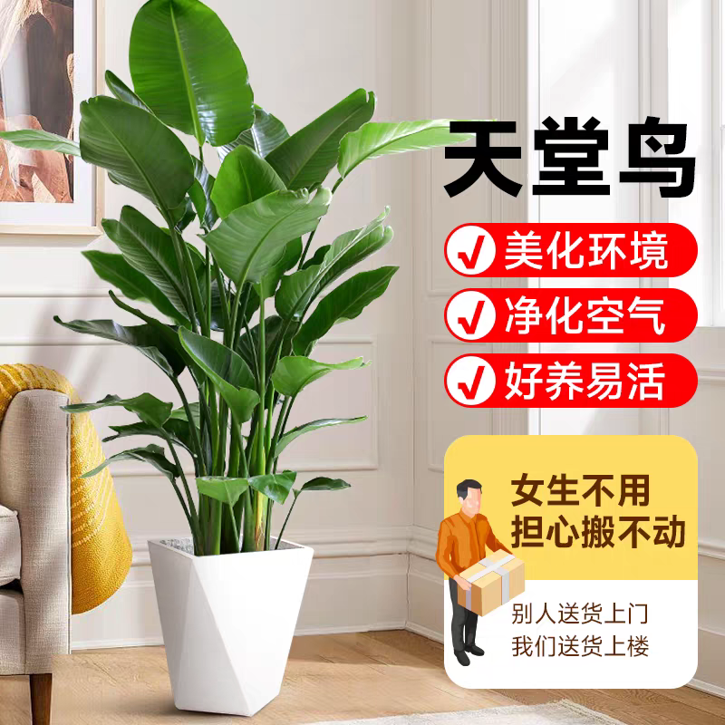  【送货上门】1.2-1.4米天堂鸟A级盆栽室内绿植美观净化空气好养活