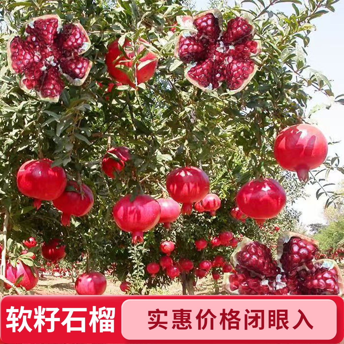 元花梦优质红妃软籽石榴苗现挖先发去叶摘果裸根修剪110CM左右