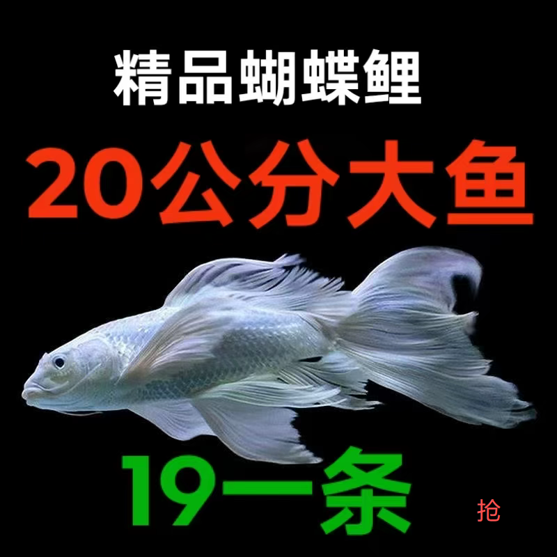 蝴蝶鲤观赏鱼精品纯种普身台湾贵妃大鳍大尾活体冷水锦鲤鱼耐活