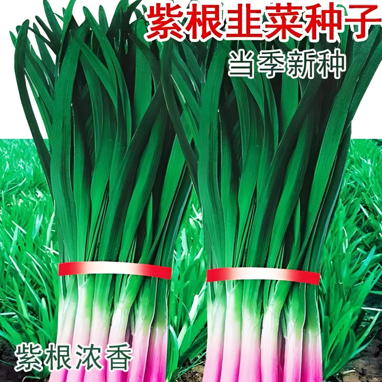 【紫根韭菜种子】泡沫箱小院易成活多茬采收四季种植