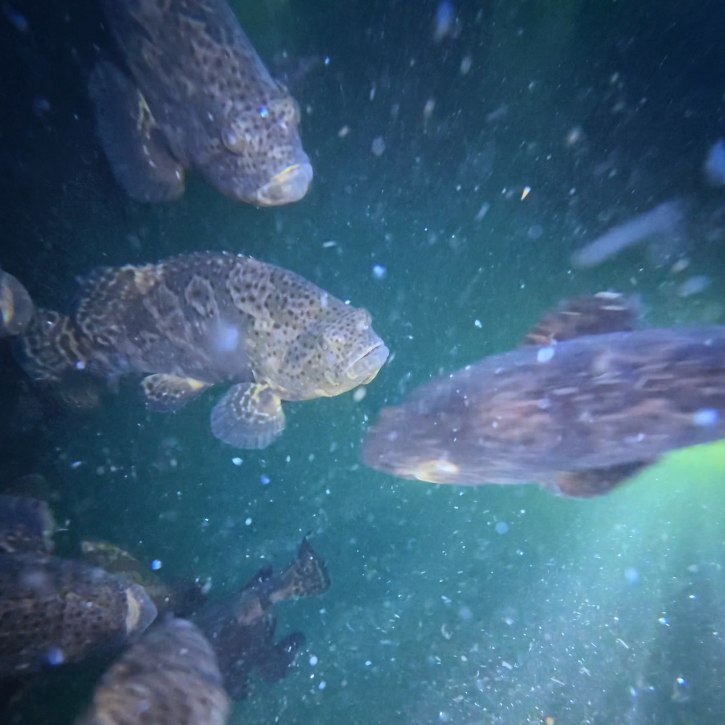 海中房子吃一百只兰花蟹才长这么大的石斑鱼新鲜鲜活大石斑鱼