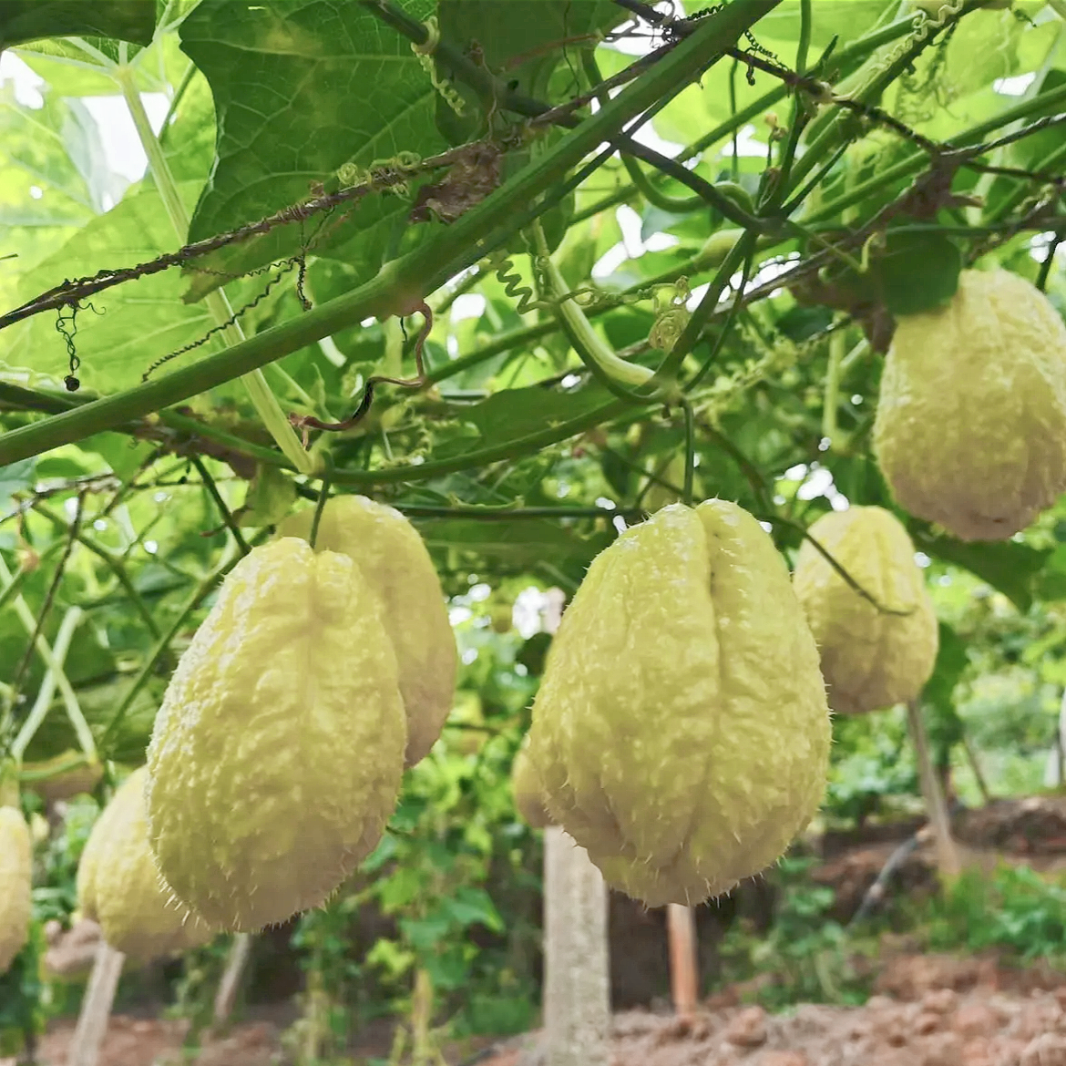 白玉佛手瓜新鲜带芽爬藤搭架四季播种阳台小院高产