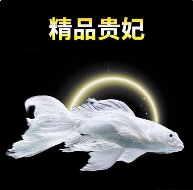 蝴蝶鲤普身贵妃蝴蝶鲤（台系）鱼观赏鱼