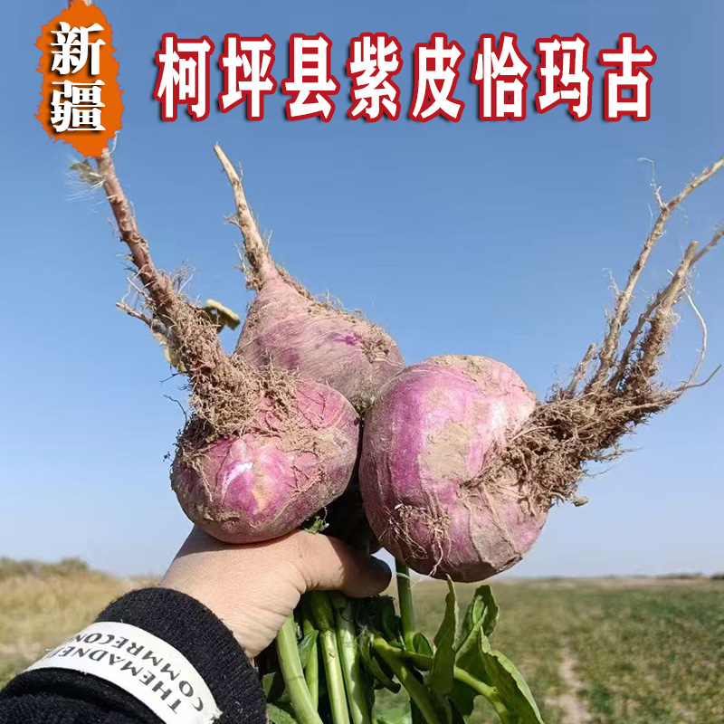 新疆柯坪县紫皮恰玛古蔓菁碱性蔬菜阿恰恰玛古