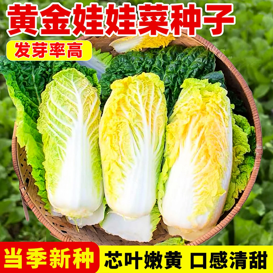 黄金娃娃菜种子生长快黄心白菜阳台请菜籽庭院四季蔬菜种子大全
