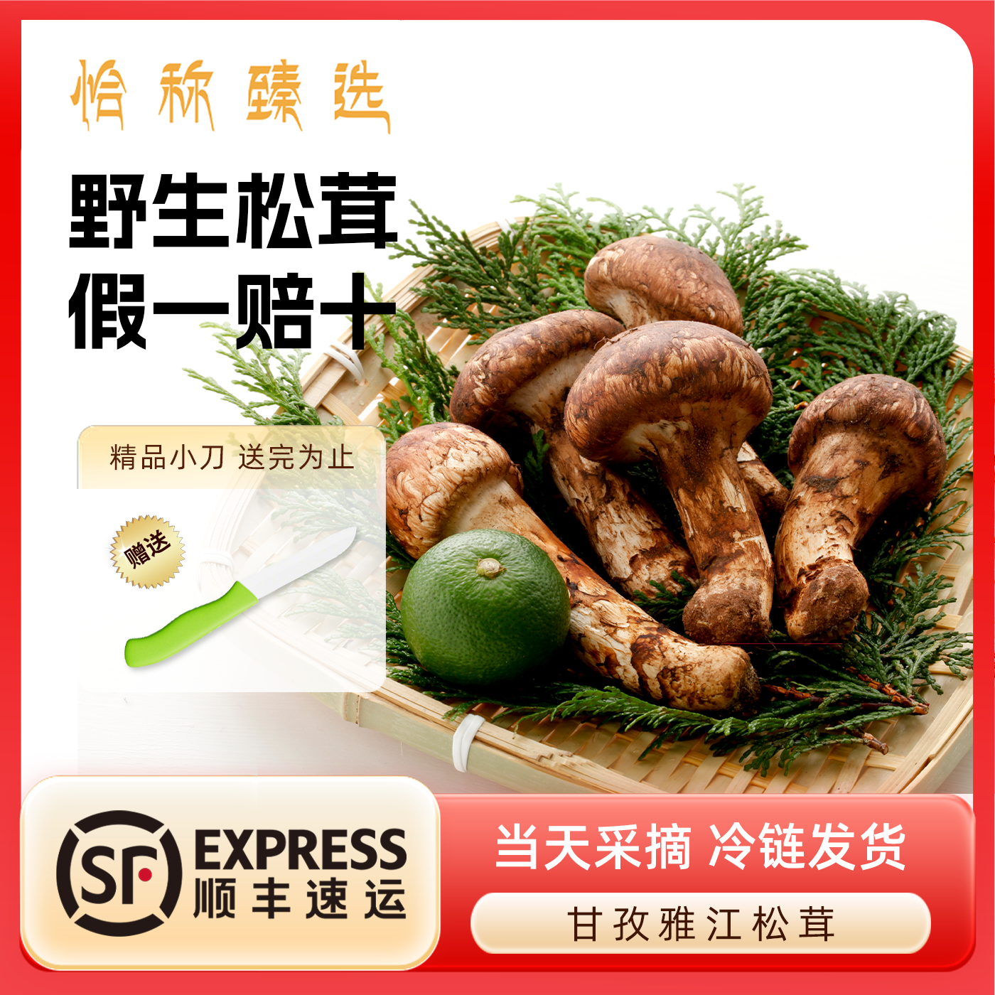 甘孜雅江新鲜松茸松茸之乡炖肉煲汤提鲜家用半斤特价试吃装