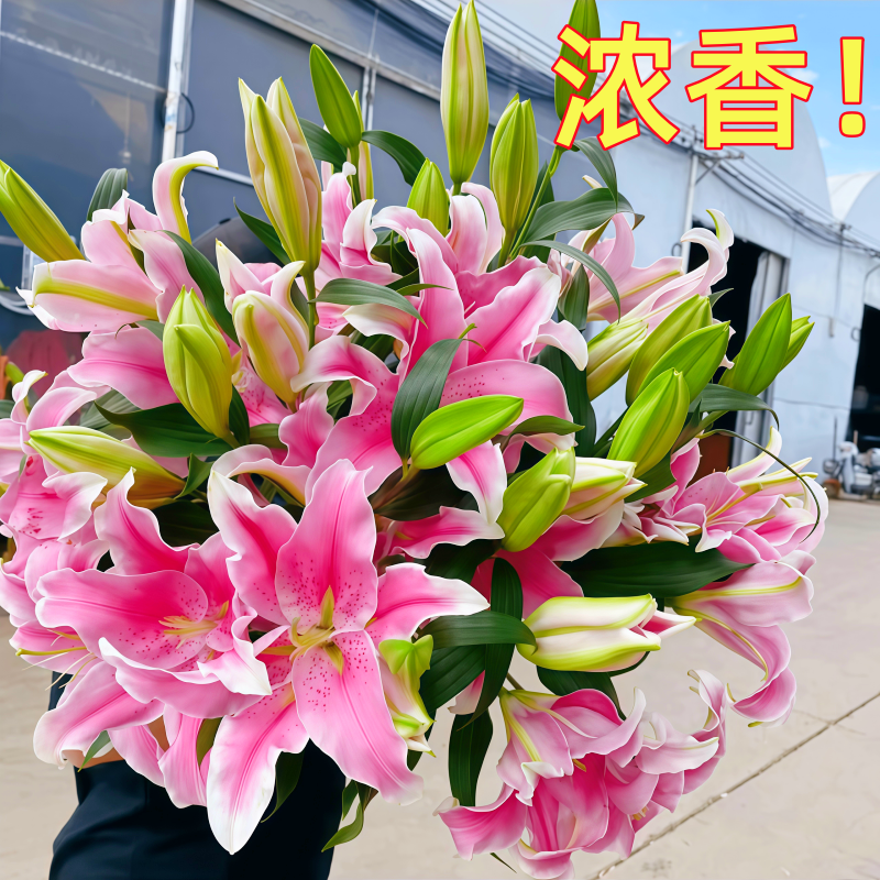 进口香水百合花种球四季开花好养活盆栽花卉浓香室内香水百合种子