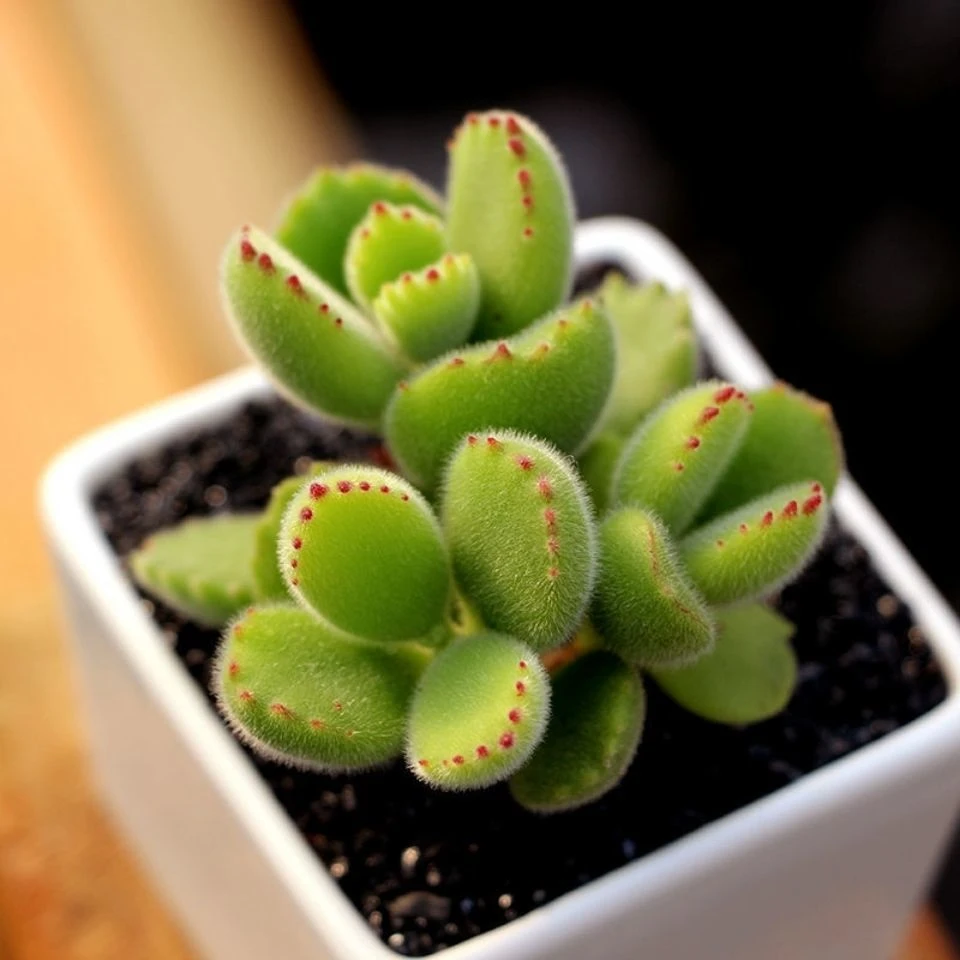 多肉植物熊童子绿熊盆群生多头超萌肉肉创意盆栽花卉绿植