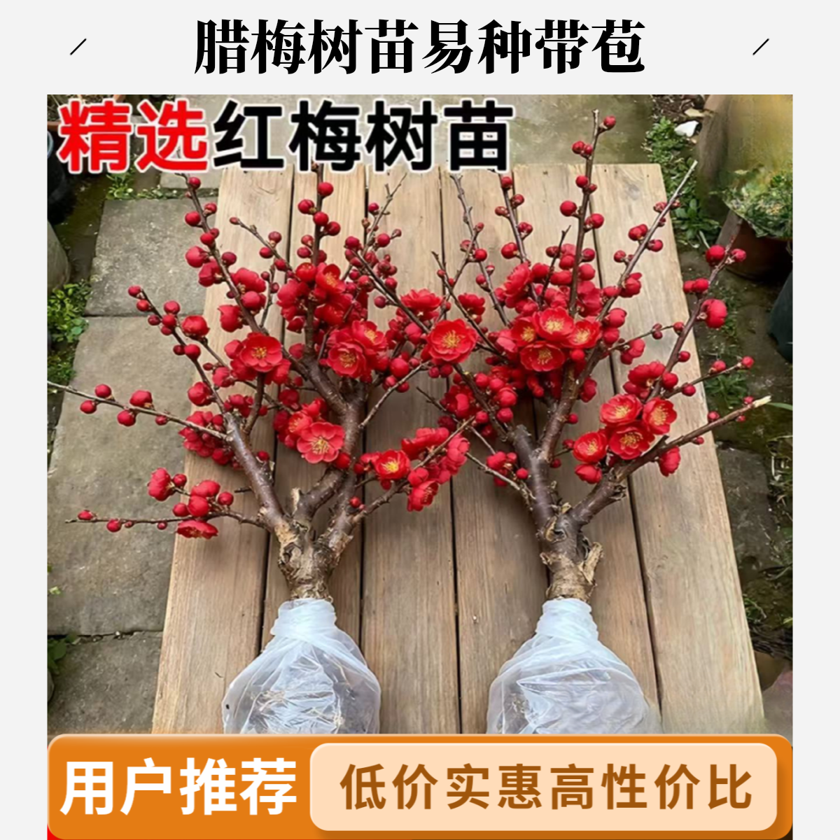 耐寒腊梅【带花苞】38天开花浓香梅花地栽树苗四季开花卉室外绿植