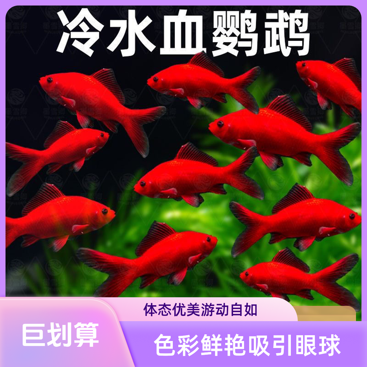 冷水血鹦鹉招财小金鱼苗红草金冷水鱼好养耐活观赏鱼锦鲤鱼观赏鱼