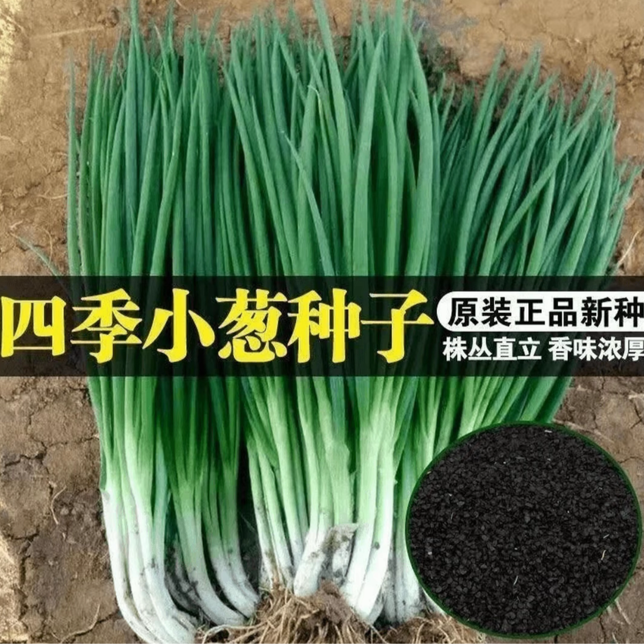 【四季小香葱种子】种子四季易种小葱种子阳台室内盆栽葱种植家庭菜