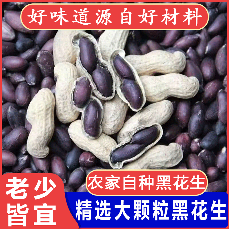 【正宗生黑花生】特产黑紫皮带壳新鲜生花生营养健康花生农家直销