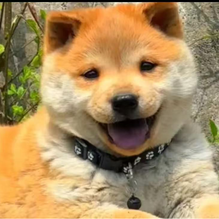 广西田园犬五黑土松黄狗白面一物一拍不包邮