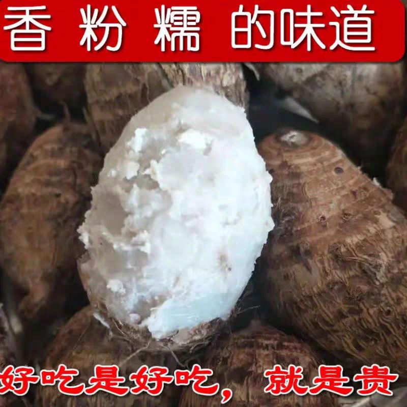 （顺丰包邮）新鲜现挖江西铅山软糯红芽芋艿香甜可口小芋头
