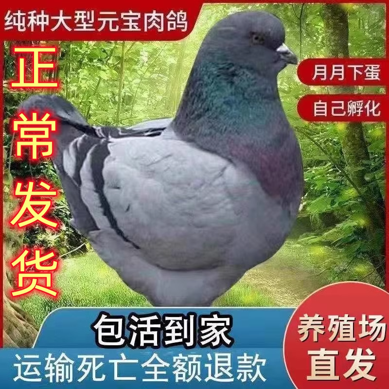 2025招财元宝鸽子活公母一对巨型纯种元宝鸽大体种鸽幼鸽肉鸽宠物