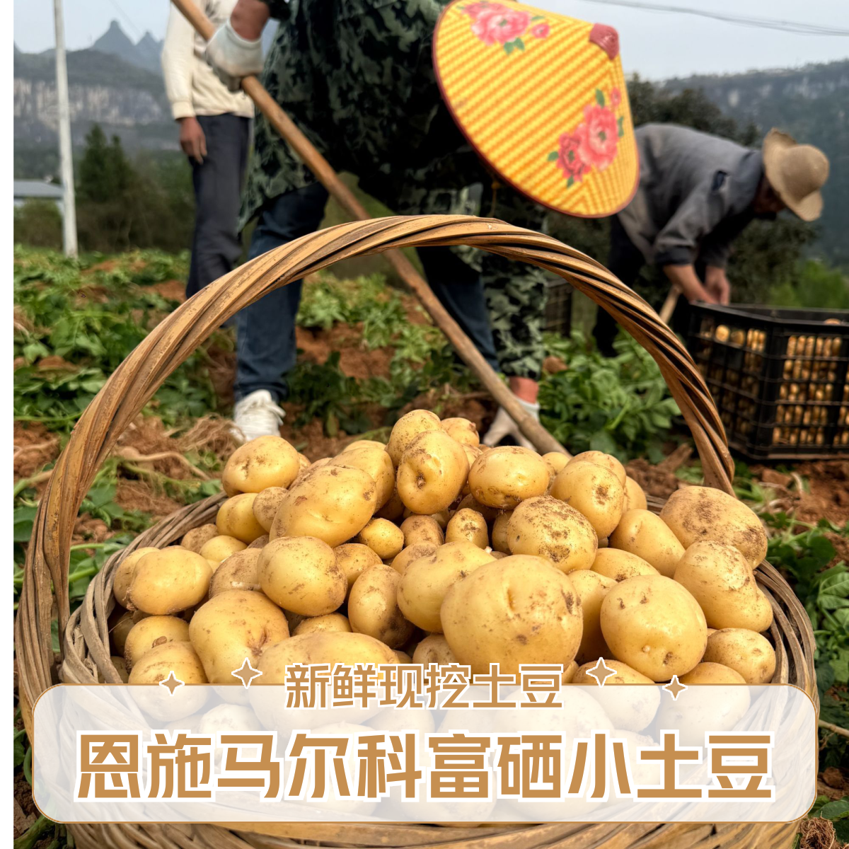 恩施小土豆 高山马尔科米拉土豆 （已无鲜新现挖的  介意勿拍）