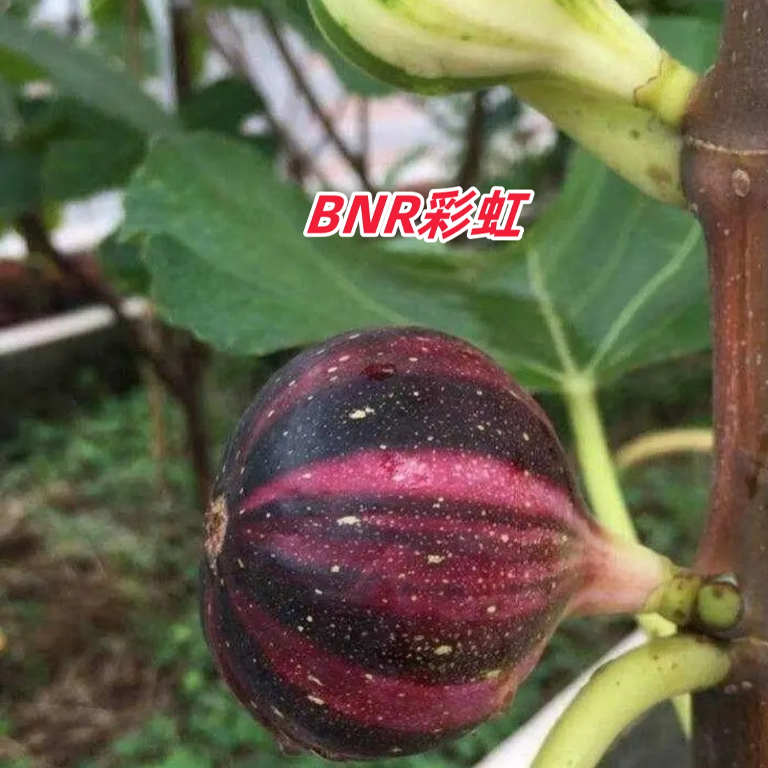 新品种无花果盆栽地栽一物一拍