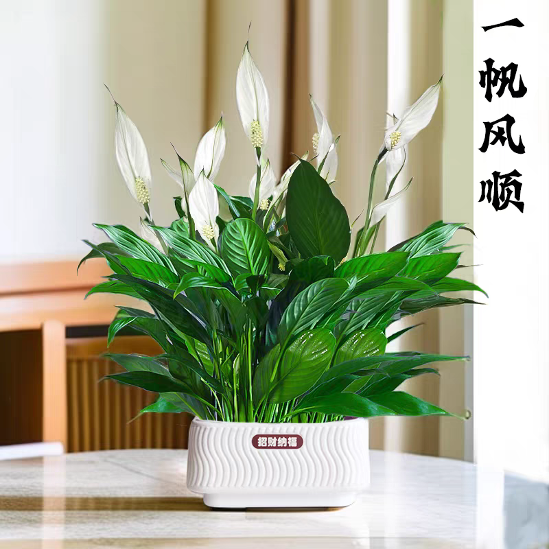 大盆白掌一帆风顺盆栽绿植大盆水培土培净化空气客厅办公室