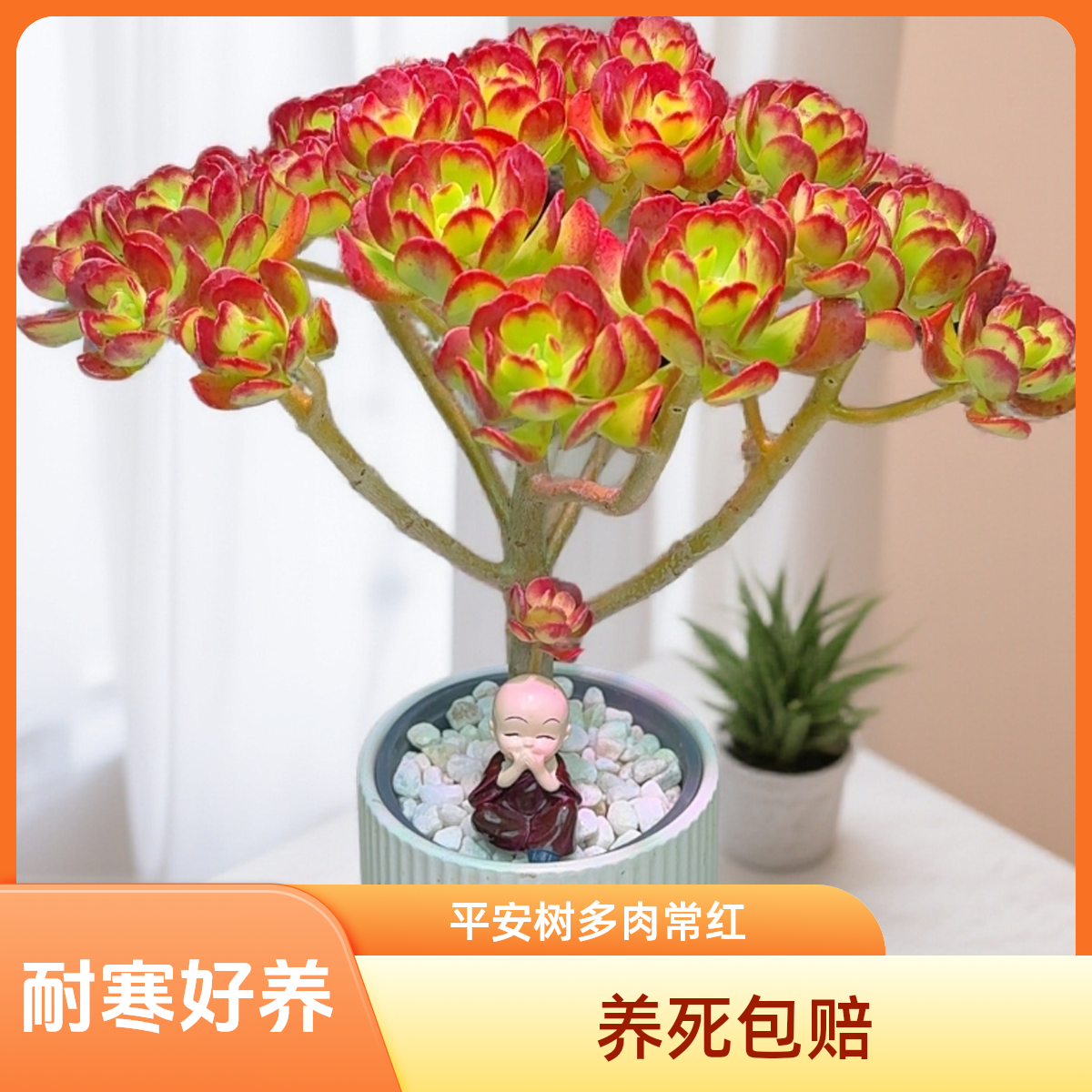 【满堂红摇钱树】平安树 四季红耐寒耐旱新手居家必备1号多肉植物