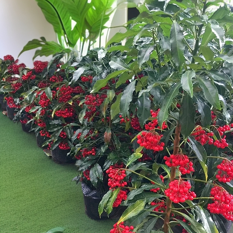 富贵籽金玉满堂冬青根带果室内植物养活北美冬青盆栽植物室内