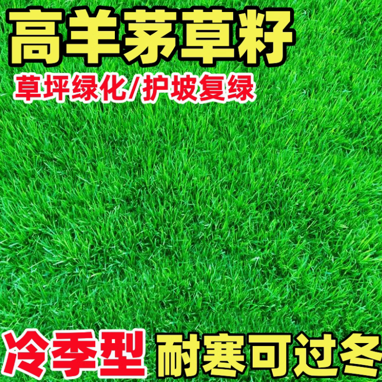 【高羊茅种籽】庭院绿化护坡适用的四季常青草坪草籽