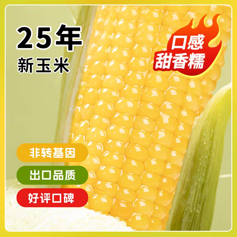 内蒙古巴盟2025头茬甜糯玉米