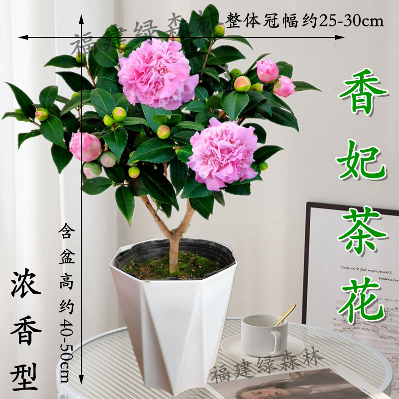 香妃山茶花树苗花卉植物室内外四季浓香绿植庭院阳台好养易活