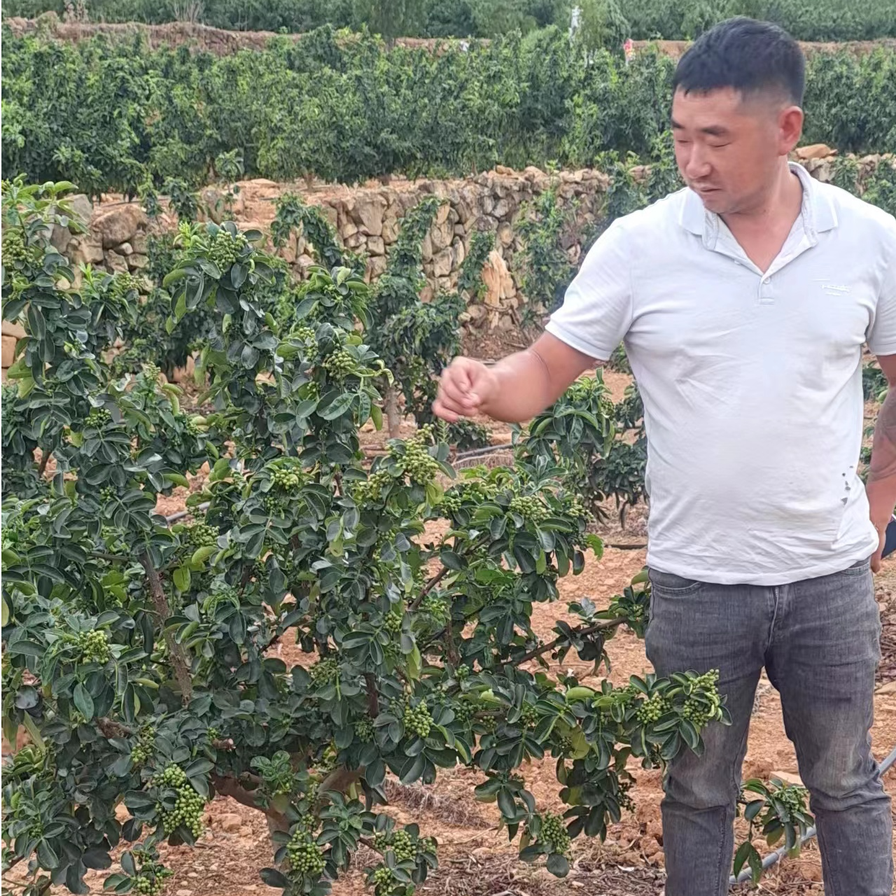 嫁接藤椒袋装苗适合南北方种植成活率高基地发货