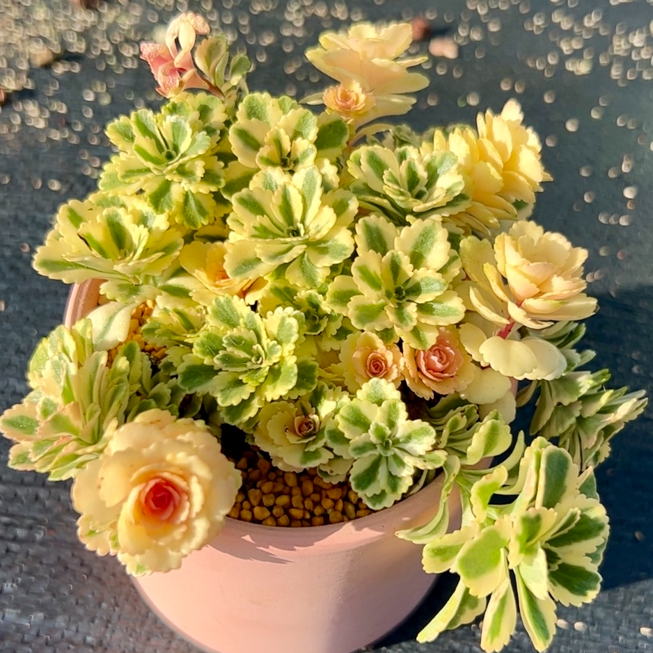慢悠花房 亚特兰蒂斯锦 室阳台绿植盆栽花卉庭院多肉