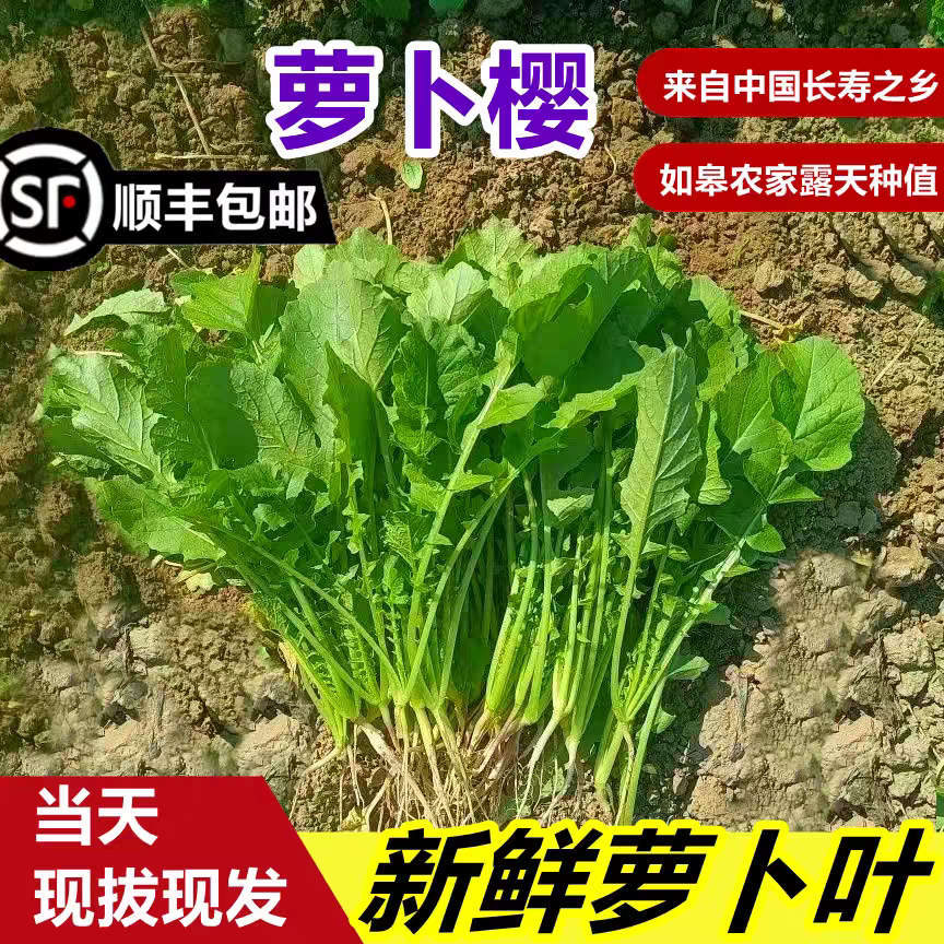 顺丰 如皋农家露天自种新鲜萝卜菜小萝卜缨子五行汤原料萝卜叶子