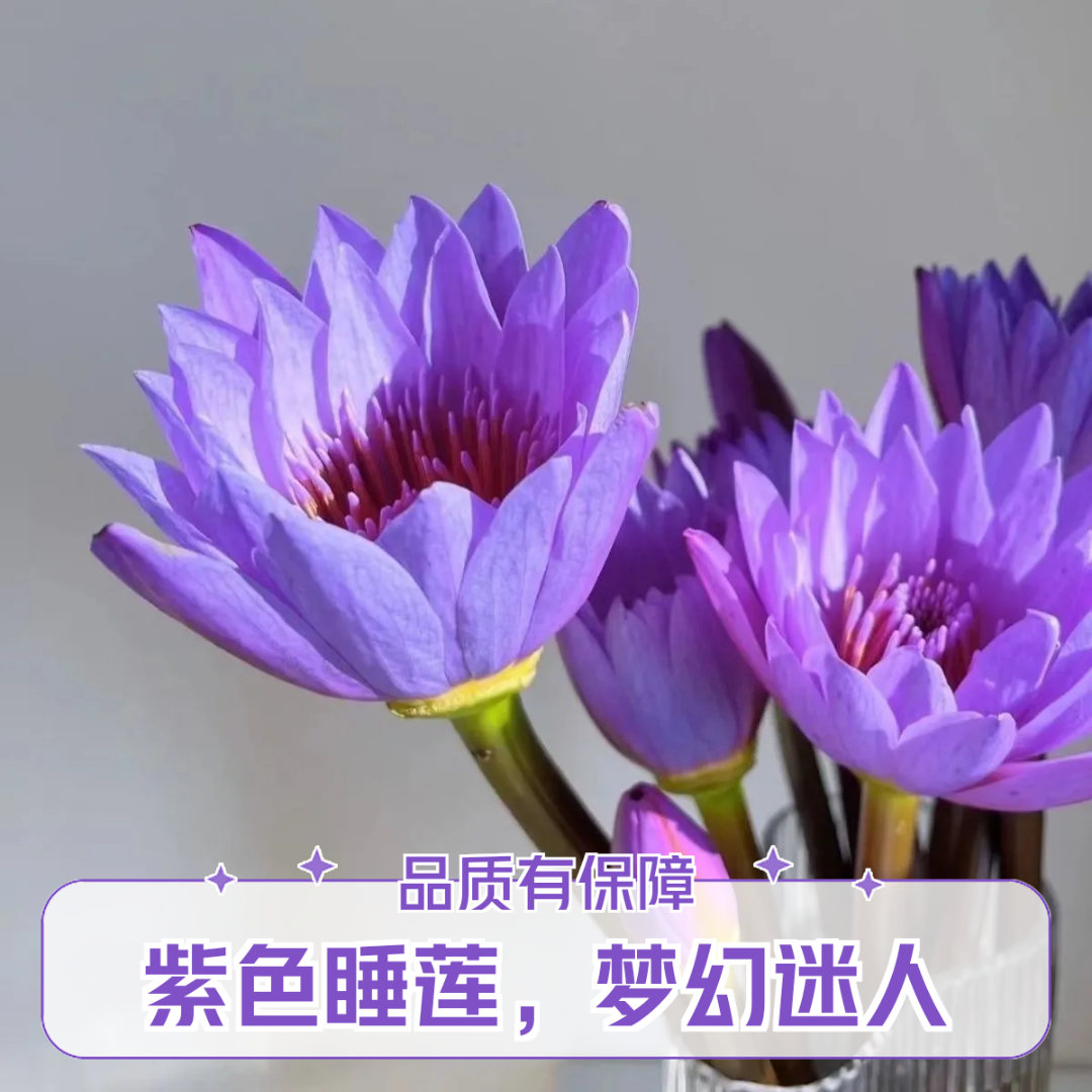 直播福利紫色睡莲鲜切花广州基地直发新鲜带花苞睡莲花束