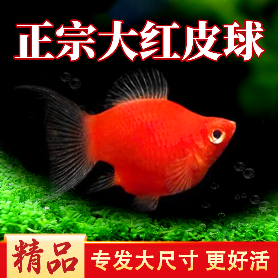 【好养】小型观赏鱼玛丽球红皮球红太阳球原生鱼活体精品活体鱼