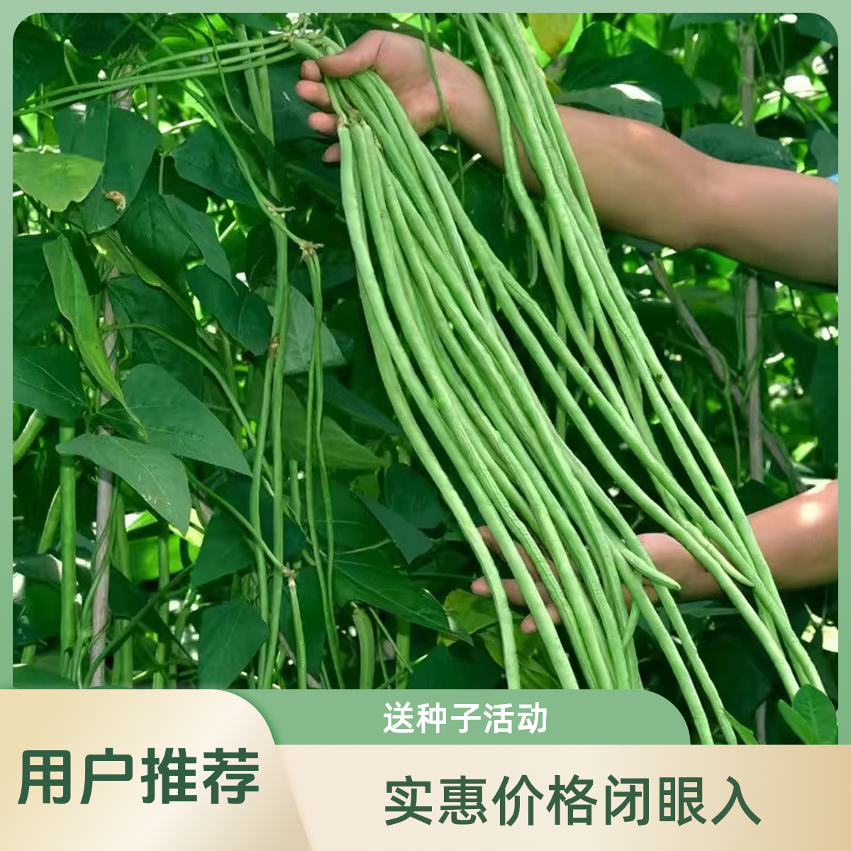 籽种五叶耐热特长豆角种子春秋可种高产豆角蔬菜种子