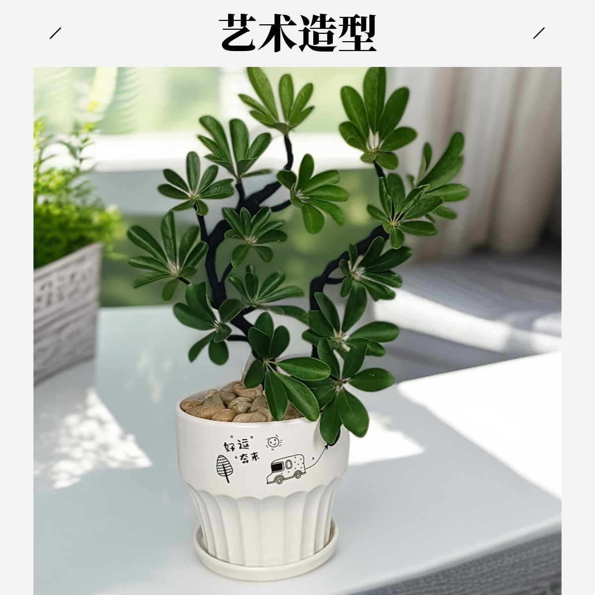 造型鸭脚木八方来财树室内客厅办公室四季常青好养活绿植盆栽