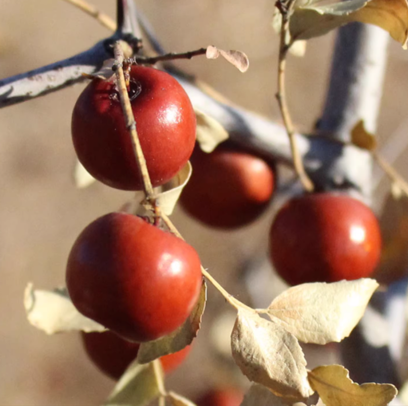 东北辽宁朝阳山枣麻枣酸枣熟枣小时候的味道软枣蔫枣