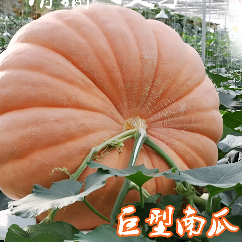 巨型南瓜种子大南瓜种子农家种植观赏食用大南瓜籽