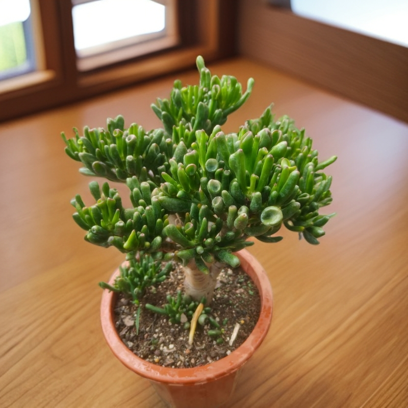 吸财树拍一发二 多肉植物室内外好种好养耐旱耐寒绿植