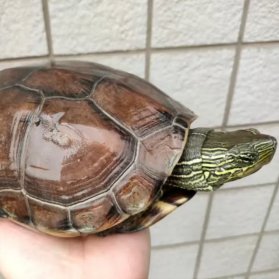 【直播间选龟链接4】乌龟  包活7天送龟粮 360度