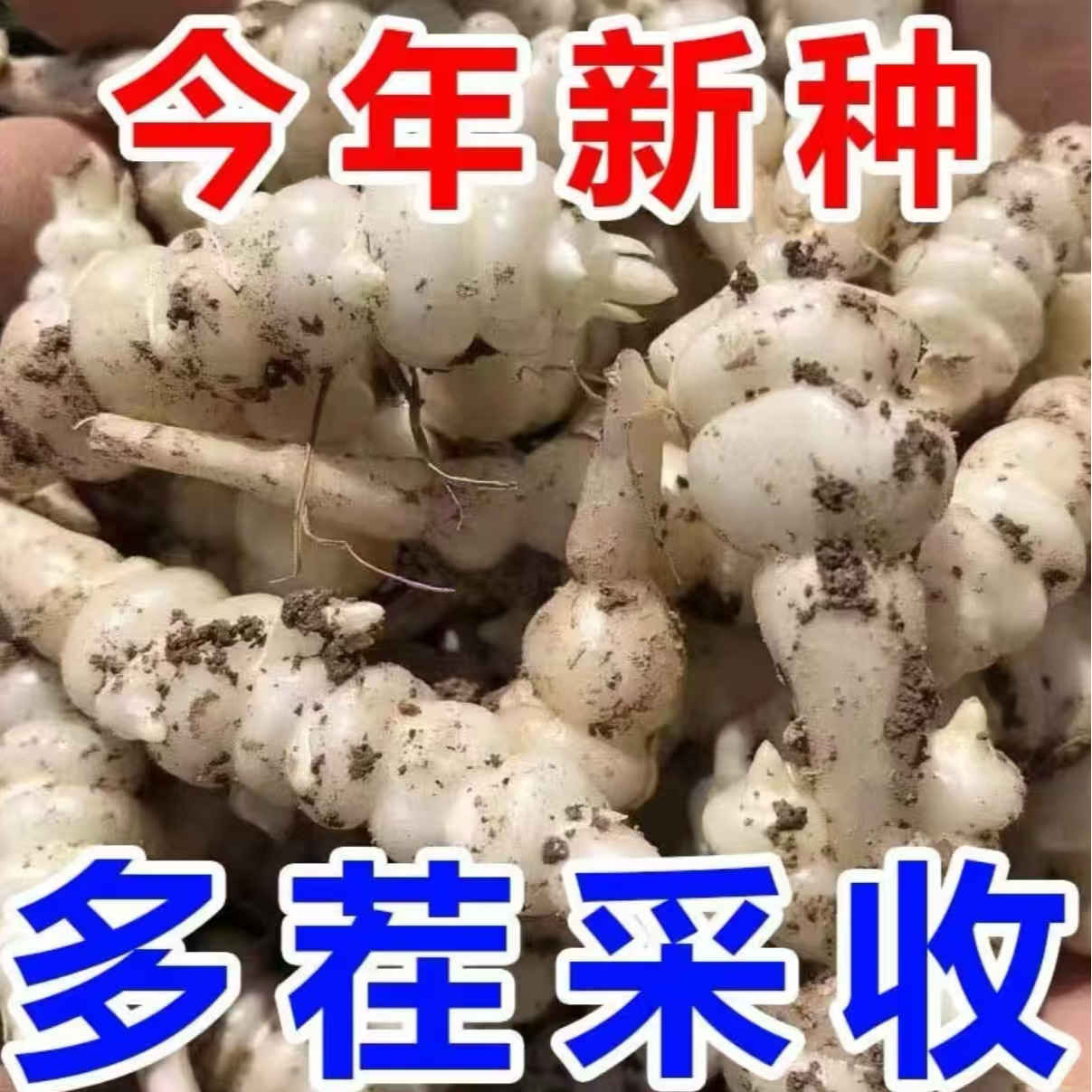 【宝塔螺丝菜种子】家庭种植耐寒耐热阳台花盆小院种植